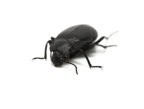 ground beetle 