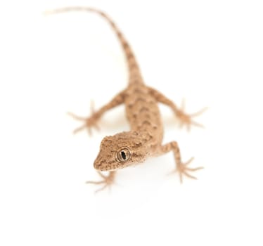 brown spotted gecko reptile isolated on white, view from above 