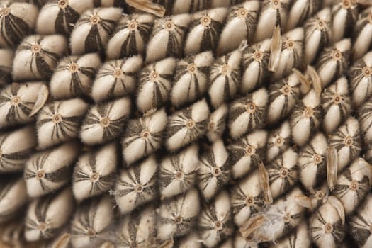 Sunflower seed pattern 