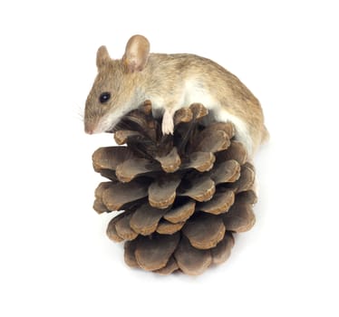 mouse and cedar