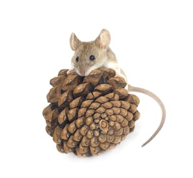 mouse and cedar
