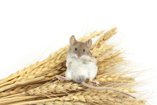 mouse on wheat