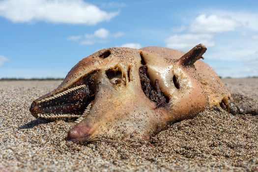 The victim Bottlenose dolphin lies on the coast