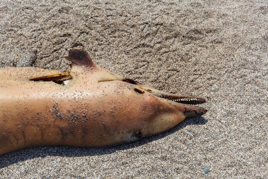 The victim Bottlenose dolphin lies on the coast