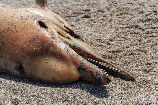 The victim Bottlenose dolphin lies on the coast