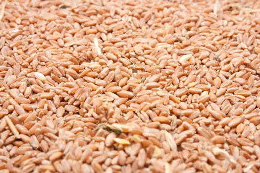 whole background of wheat grain 