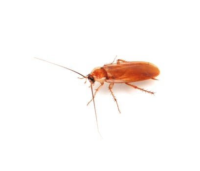cockroach on white background 