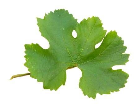 grape leaf on a white background