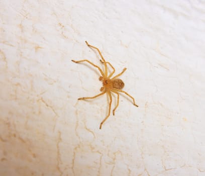 yellow spider