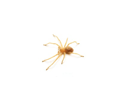 yellow spider