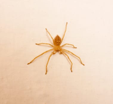 yellow spider