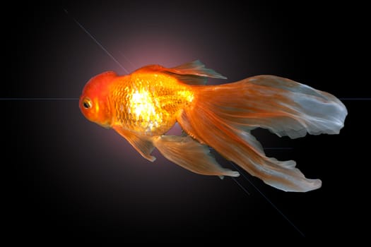 A beautiful, graceful goldfish swimming in the water 