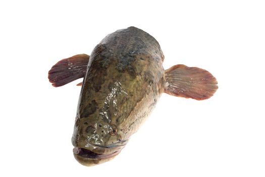 snakehead is a ferocious fish isolated on white 