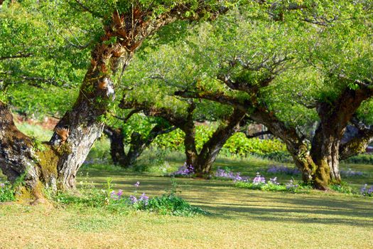 the japanese apricot tree with small flower beneath them