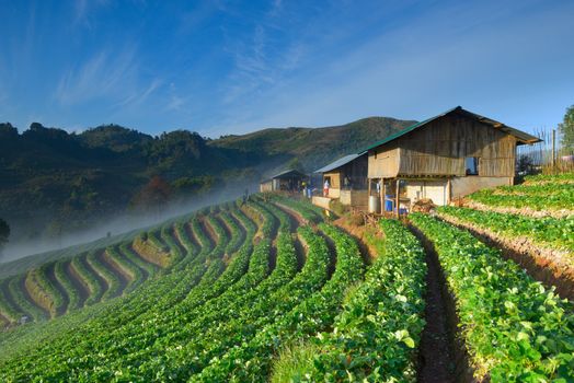 beautiful strawberry farm and thai farmer house on hill in the morning at Doi Angkhang ,Chiangmai Thailand