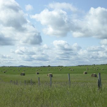 Bales of hay in a field