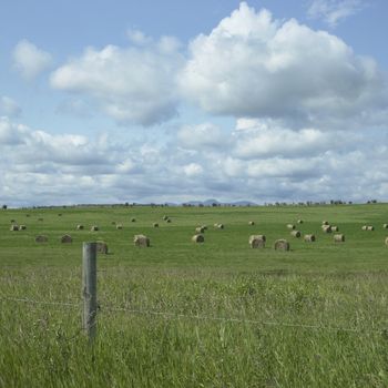 Bales of hay in a field