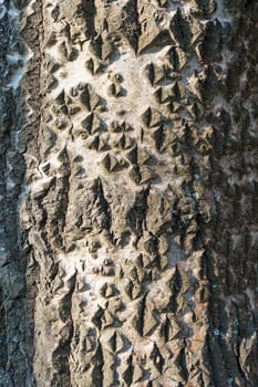 Tree abstract closeup bark texture wooden background