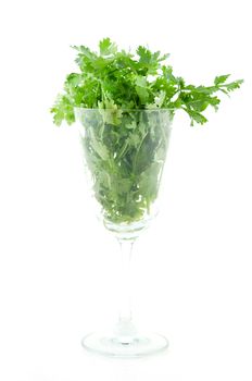 cilantro in glass on a white background. AKA chinese parsley, coriander and dhania.