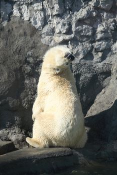 Blind Alley. Funny polar bear looking up against big stone wall