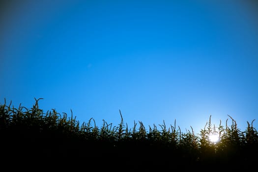 Sunset view with grass silhouette