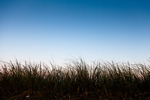 Long grass in silhouette with room for text