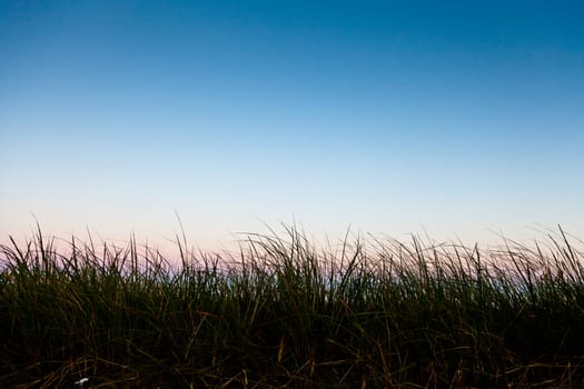 Long grass in silhouette with room for text