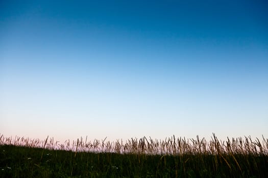 Long grass in silhouette with room for text