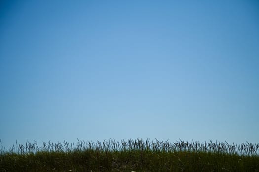 Long grass in silhouette with room for text