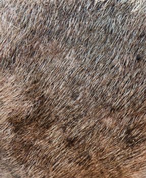 Pig hair texture