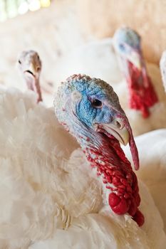 Close-up of a turkey