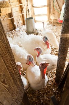 Close-up of turkeys on the farm