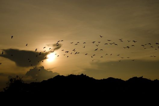 sunset and birds in the sky above the hill