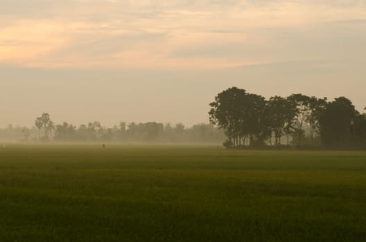 Landscape of Sunset on green rice farm  