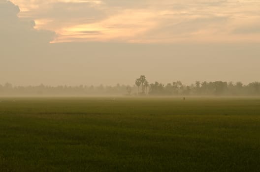 Landscape of Sunset on green rice farm  