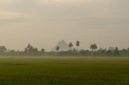 Landscape of Sunset on green rice farm  