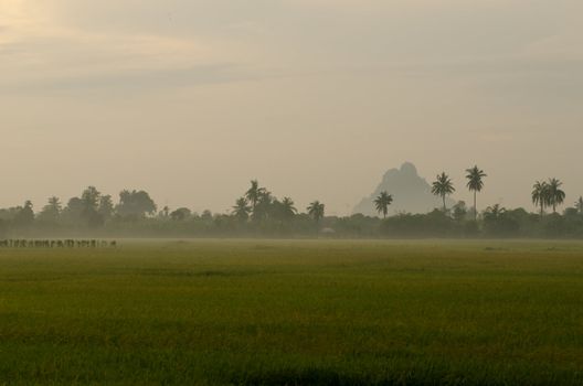 Landscape of Sunset on green rice farm  