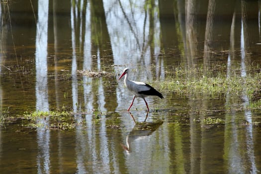 white stork walking on the swamp