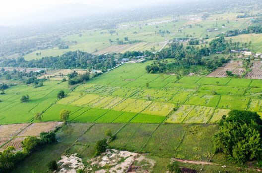 Landscape of rice farm in Thailand in bird eye view