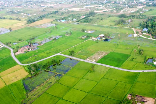 Landscape of rice farm in Thailand in bird eye view