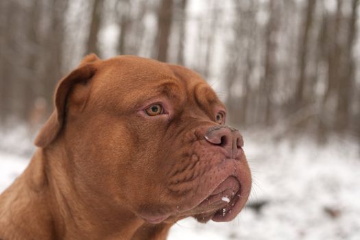 Dog portrait in the cold winter snow in a park