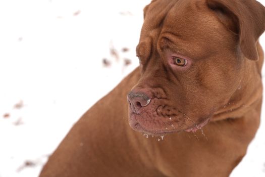 Dog portrait in the cold winter snow in a park