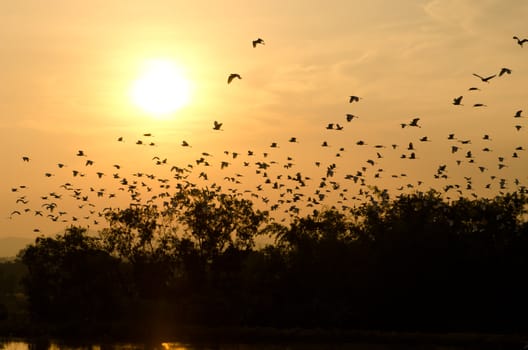 sunset and birds in the sky