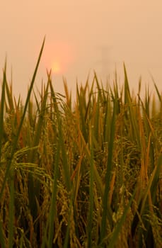 Sunrise on green rice farm  