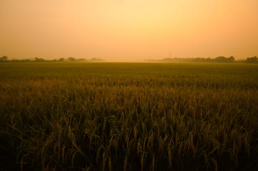 Sunrise on green rice farm  