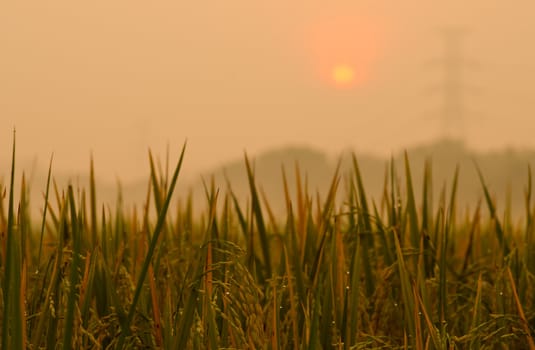 Sunrise on green rice farm  