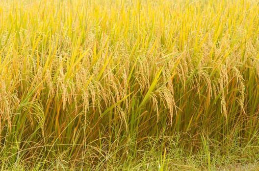 background of green rice farm  