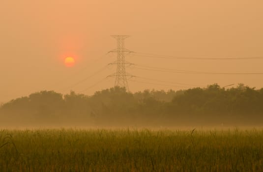 Sunrise on green rice farm  