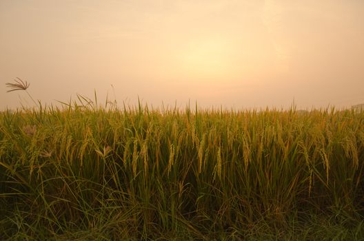 Sunrise on green rice farm  