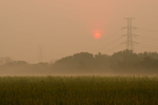 Sunrise on green rice farm  